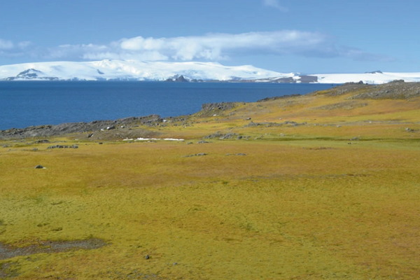 Ecosistemas dominados por musgos en la Península Antártica. Césped o alfombra de musgo, Isla Barrientos (62° S) - Sputnik Mundo