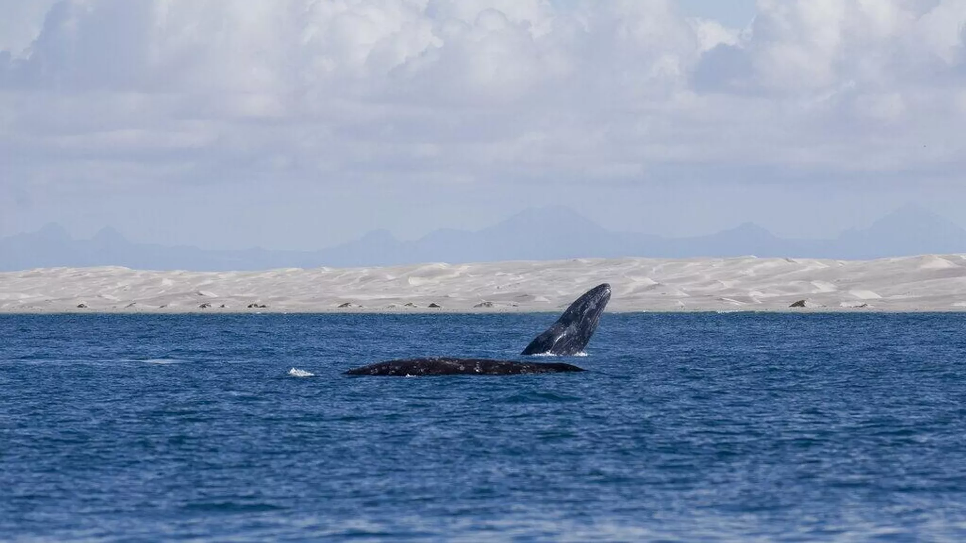 Avistamiento de ballenas en el golfo de California, al noroeste de México - Sputnik Mundo, 1920, 07.10.2024