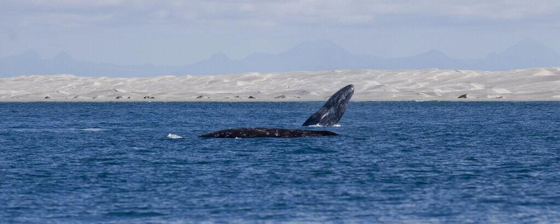 Avistamiento de ballenas en el golfo de California, al noroeste de México - Sputnik Mundo, 1920, 07.10.2024