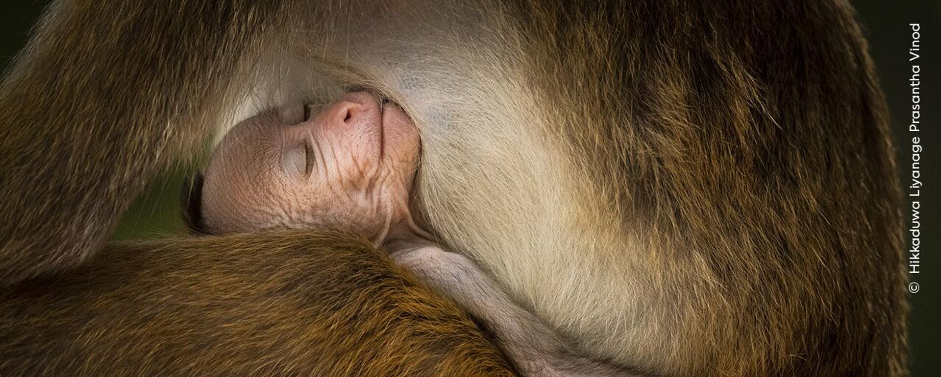 Снимок A Tranquil Moment фотографа Hikkaduwa Liyanage Prasantha Vinod из Шри-Ланки, победивший в категории Behaviour: Mammals конкурса Wildlife Photographer of the Year 60 - Sputnik Mundo, 1920, 09.10.2024