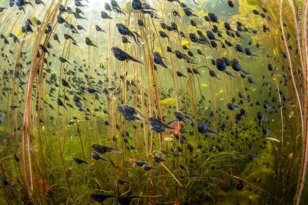 Enjambre de vida, de Shane Gross, Canadá, ganadora en la categoría Humedales: la visión panorámica.Los renacuajos nadan desde las profundidades más seguras del lago, esquivando a los depredadores e intentando llegar a aguas poco profundas donde pueden encontrar alimento. Empiezan a convertirse en sapos entre cuatro y doce semanas después de nacer. Se calcula que el 99% de ellos no sobrevive hasta la edad adulta. - Sputnik Mundo