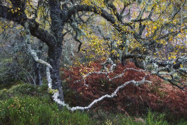 El viejo de Glen de Fortanato Gatto, Italia, ganadora de la selección Plantas y Setas.Glen Affric es uno de los lugares más bellos de Escocia. Los pálidos líquenes conocidos como &quot;barba de viejo&quot; indican que es una zona con un aire muy limpio. Aquí hay tantos árboles típicamente británicos que se trata de un ecosistema vital. Los análisis del polen conservado en los sedimentos estratificados demuestran que el bosque lleva aquí al menos 8.300 años. - Sputnik Mundo