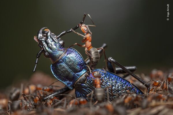 Escuadrón de demolición de Ingo Arndt, Alemania, premiada en la categoría Comportamiento: Invertebrados.Las hormigas rojas de la madera cortan un escarabajo ya muerto en trozos lo bastante pequeños para que quepan por la entrada de su nido. - Sputnik Mundo