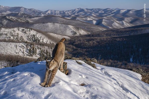 La frontera del lince, de Igor Metelski, Rusia, premiada en la categoría Animales en su hábitat. - Sputnik Mundo