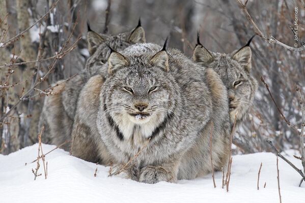 En guardia, de Joan E. Marriotta, Sanada, obtuvo el primer puesto en la categoría Retrato animal.Una lince descansa y su cachorro adulto se resguarda del frío viento a sus espaldas. - Sputnik Mundo