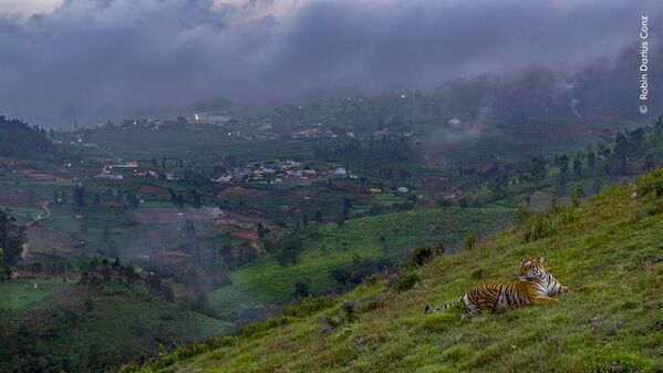 Tigre en la ciudad, de Robin Darius Konz, Alemania, premiada en la modalidad de Fauna urbana.Las zonas protegidas de los Ghats occidentales (una cadena montañosa de la India), donde se vigila de cerca a los tigres, son algunos de los paisajes con mayor biodiversidad de la India y cuentan con poblaciones estables de tigres. - Sputnik Mundo