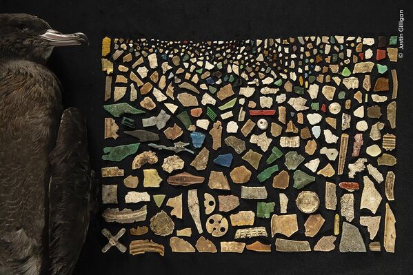 Una dieta de plástico mortal por Justin Gilligan, Australia, categoría Océanos: la gran imagen.Mosaico de 403 trozos de plástico hallados en el interior del tubo digestivo de un petrel muerto. Las investigaciones han demostrado que tres cuartas partes de las aves adultas de la isla de Lord Howe y el 100% de los polluelos contienen plástico. - Sputnik Mundo