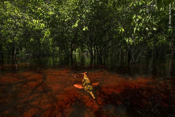 Delfines de la selva, de Thomas Peschak, Alemania/Sudáfrica, ganó en la selección Entre los árboles.El delfín del río Amazonas es una de las dos especies de delfines de agua dulce que habitan las cuencas de los ríos Amazonas y Orinoco. - Sputnik Mundo