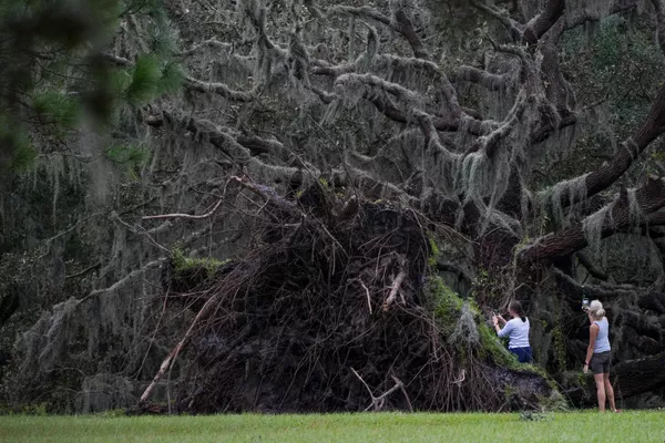 Dos habitantes locales toman fotos de un árbol arrancado en la ciudad de Odessa, Florida. - Sputnik Mundo