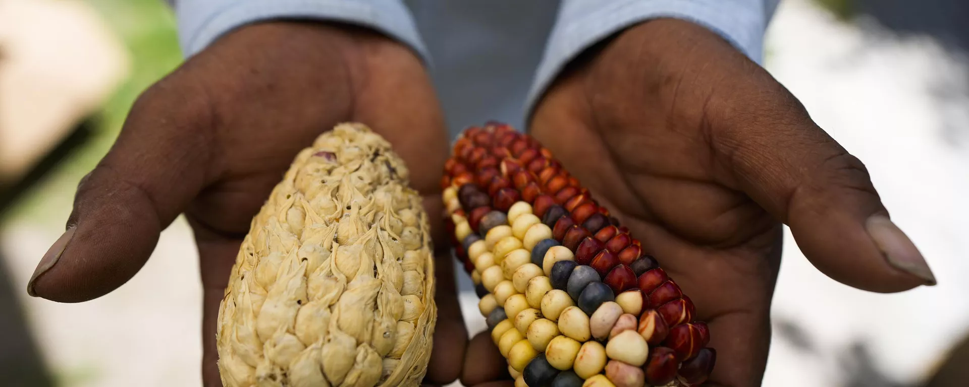 Un campesino mexicano comparte muestras de su maíz tradicional cultivado en su granja en Ixtenco, México (archivo) - Sputnik Mundo, 1920, 22.10.2024