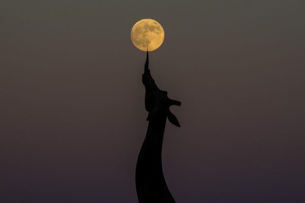 La Superluna complementa de forma peculiar la estatua de la jirafa del zoológico de Dallas, EEUU. - Sputnik Mundo