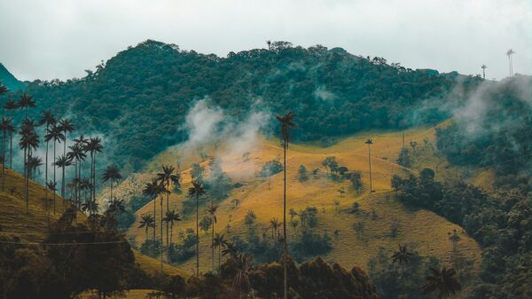 Valle de Cocora, Colombia - Sputnik Mundo