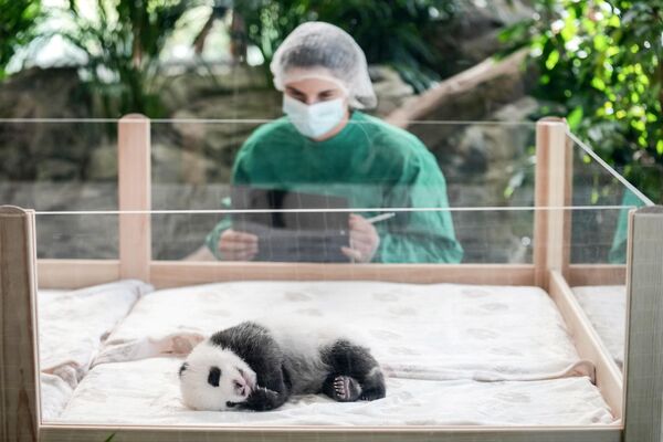 Uno de los cachorros de panda recién nacidos en el zoológico de la capital alemana, Berlín. - Sputnik Mundo