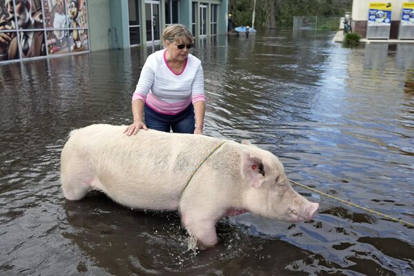 El rescate de un cerdo tras las inundaciones provocadas por el huracán Milton en Florida, EEUU. - Sputnik Mundo