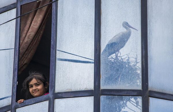 El relato de un guía biólogo, a su vez, revela a los visitantes las peculiaridades de la flora y la fauna del mundo animal.En la foto: la obra Retorno de la esperanza, que obtuvo el segundo puesto en la selección de El hombre y la naturaleza. El autor es Mahdi Vaghari de Irán. - Sputnik Mundo