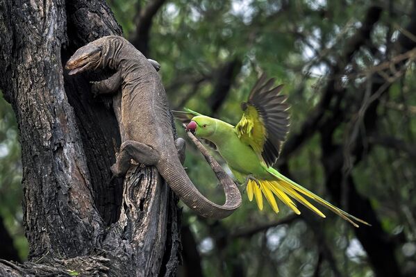 Entre otras cosas, el festival ofrece conferencias, encuentros creativos y clases magistrales sobre naturaleza, ecología y fotografía.En la foto: la imagen ¡A por el ladrón!, que obtuvo el tercer puesto en la selección de Comportamiento animal. La autora de la obra es Hira Punjabi de la India. - Sputnik Mundo