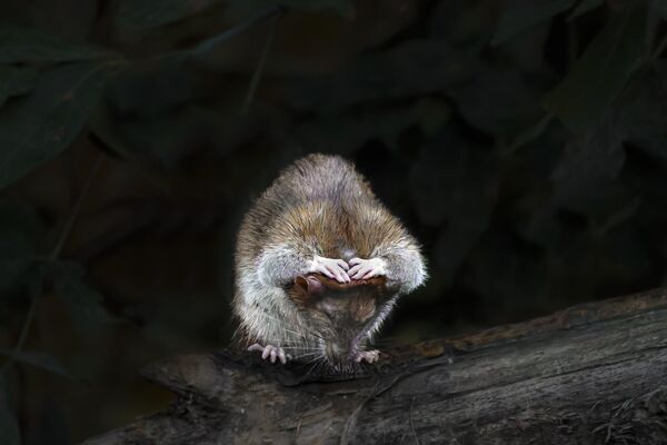 En 2024, entre las nominaciones habituales del concurso, hay también una nominación especial llamada Naturaleza salvaje de Moscú. Incluye fotos de animales salvajes, así como de plantas y hongos tomadas en el área de la ciudad.En la foto: la imagen ganadora en la nominación, llamada ¡Jefe, se acabó el mundo! Su autora es Svetlana Drúmshchikova de Rusia. - Sputnik Mundo