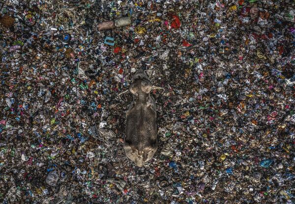 La nominación de reportaje El hombre y la naturaleza describe la interacción entre la vida salvaje y el ser humano. Los temas de las obras hablan de la influencia tanto positiva como negativa del hombre en el mundo que le rodea.En la foto: la ganadora en la selección Hábito nocivo, tomada por la artista Lakshitha Karunarathna de Sri Lanka. - Sputnik Mundo