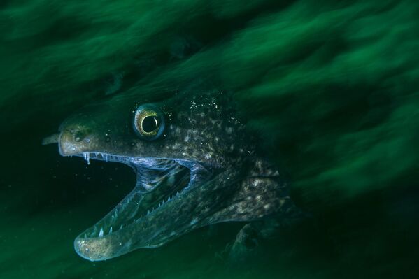 La categoría de Mundo submarino incluye imágenes tomadas bajo el agua. Deben contener la singularidad de los ecosistemas submarinos, la composición original y la complejidad de la adquisición del encuadre.En la foto: la imagen ganadora Ataque inesperado, tomada por el fotógrafo italiano Francesco Visintin. - Sputnik Mundo