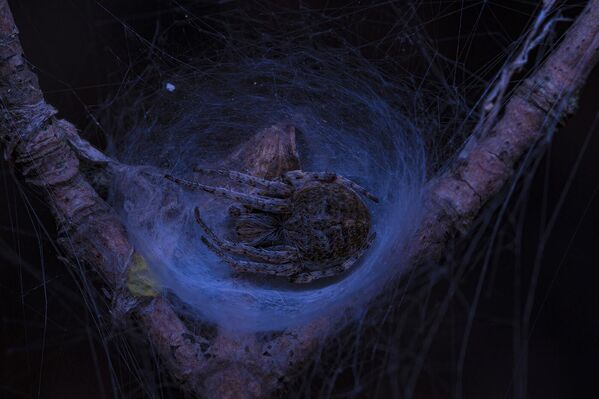 La nominación Micromundo es una de las más difíciles técnicamente. El objetivo del proyecto es mostrar insectos con un aumento y un formato tales que permitan ver hasta el más mínimo detalle. En la foto: fotografía Sueño del autor Gergo Dioszegi de Hungría, que ganó la selección. - Sputnik Mundo