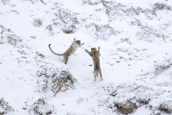 Las obras de nominación Comportamiento animal muestran animales en libertad natural. Las fotos ofrecen momentos fascinantes de la vida salvaje.En la foto: la imagen ¡A jugar!, que obtuvo el primer puesto en la modalidad. La fotógrafa es Loredana De Sole de Italia. - Sputnik Mundo