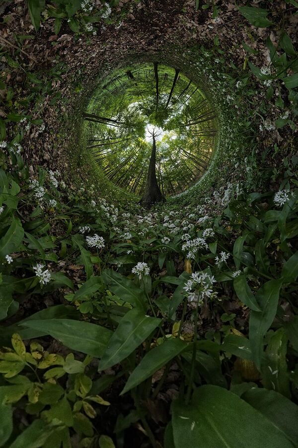 En 2024, el festival Tortuga de Oro se celebra del 25 de octubre al 15 de diciembre.En la foto: la imagen Universo de la cúrcuma, que es ganador en la selección Magia vegetal. La imagen fue tomada por Krisztián Singler de Hungría. - Sputnik Mundo