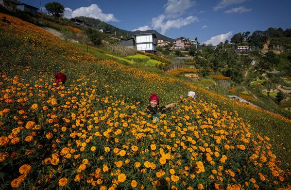 Tihar es un festival espiritual y cultural hindú de cinco días de duración que celebran tanto los nepaleses como los indios.En la imagen: agricultores recogen flores de marigold (Tagetes) en las afueras de la capital nepalí de Katmandú para hacer guirnaldas que se venden en el festival de Tihar. - Sputnik Mundo