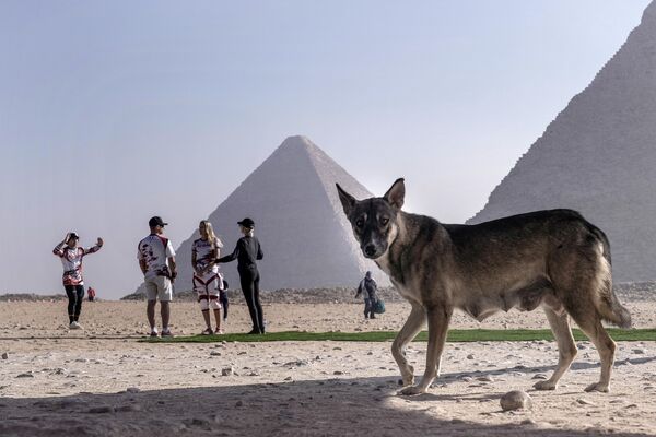 Un perro callejero recorre el recinto histórico de las pirámides de Giza, Egipto. - Sputnik Mundo