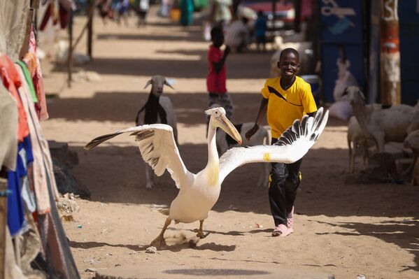 El pelícano llamado Ndagabar (que significa pelícano en la lengua local wolof) en la ciudad senegalesa de Saint-Louis. - Sputnik Mundo