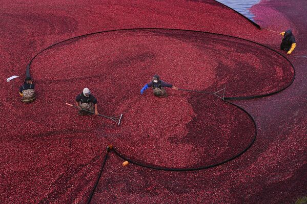 Trabajadores colocando barreras flotantes durante la recolección de arándanos en el pantano de Rocky Meadow en el estado de Massachusetts, EEUU. - Sputnik Mundo