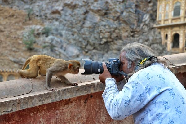 El templo de Galtaji en la ciudad india de Jaipur es un antiguo lugar de peregrinación hindú, notable entre otras cosas por el gran número de monos que viven en sus alrededores.En la foto: un fotógrafo tomando una foto de un macaco. - Sputnik Mundo