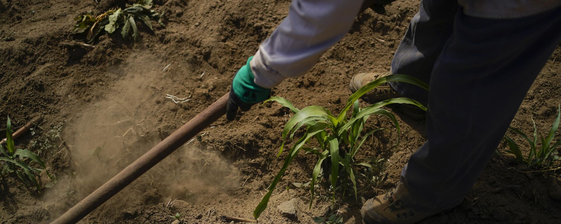 Sembrando Vida busca mejorar las condiciones de los habitantes de zonas rurales  - Sputnik Mundo, 1920, 13.11.2024