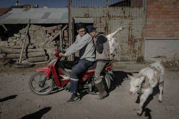 Jóvenes turcos cuidan de sus animales de granja en Kutahya, Turquía. - Sputnik Mundo