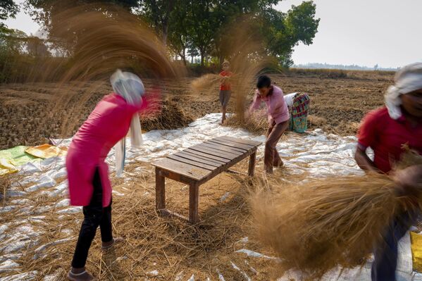 Agricultores trillan arroz cosechado en su campo a las afueras de la ciudad de Lucknow, India. - Sputnik Mundo