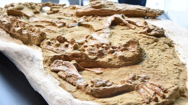 Científicos presentan fósil de cocodrilo de 10 millones de años hallado en Perú - Sputnik Mundo