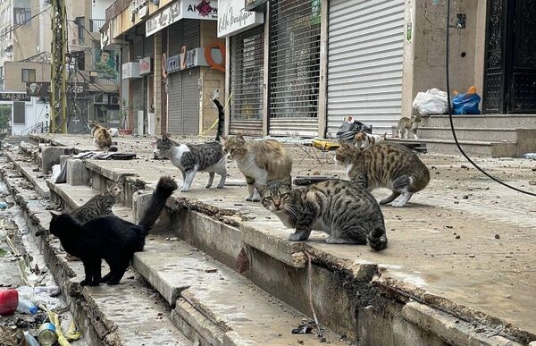 Gatos libaneses salen a las calles para reunirse con los civiles que regresan a sus hogares tras el anuncio de un alto al fuego con Israel. Gatos libaneses salen a las calles para reunirse con los civiles que regresan a sus hogares tras el anuncio de un alto al fuego con Israel. - Sputnik Mundo
