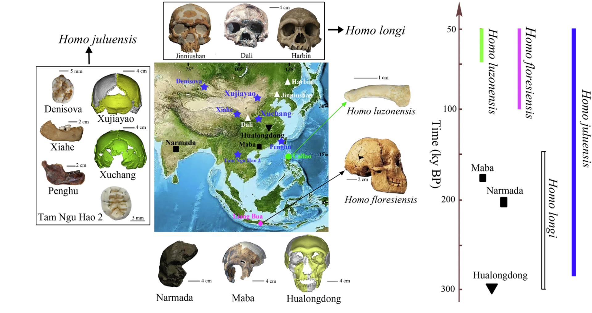 Taxones primarios de homínidos del Cuaternario tardío (~300.000~50.000 años AP) de Asia Oriental. - Sputnik Mundo, 1920, 02.12.2024