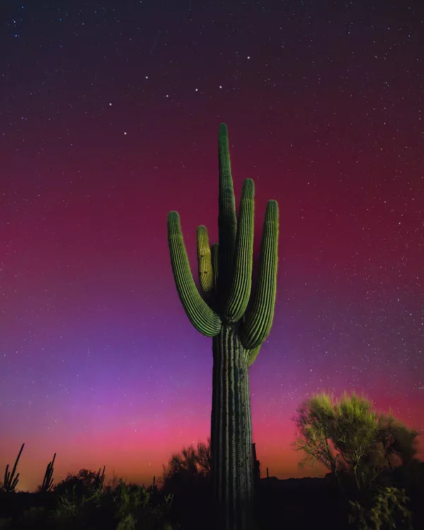 Mirando al norte - Lynsey Schroeder (EEUU).Auroras boreales percibidas en el desierto de Arizona, un evento poco frecuente para las latitudes de la autora. - Sputnik Mundo