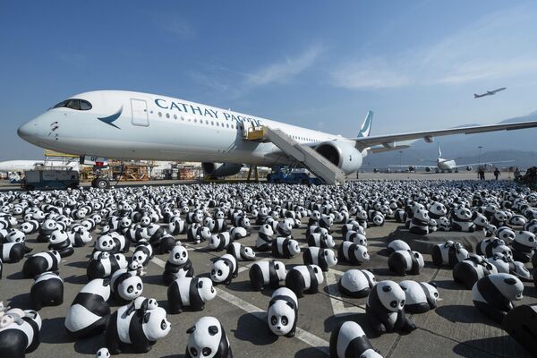 Algunas de las 2.500 esculturas de panda que se exponen en el Aeropuerto Internacional de Hong Kong durante la ceremonia de bienvenida a la exposición ¡Panda Go! - Sputnik Mundo