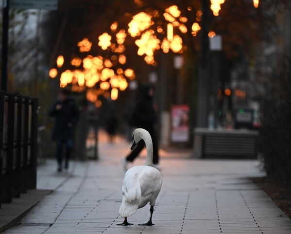 Un cisne camina por una acera decorada con adornos navideños en el Alster interior, Hamburgo, Alemania. - Sputnik Mundo