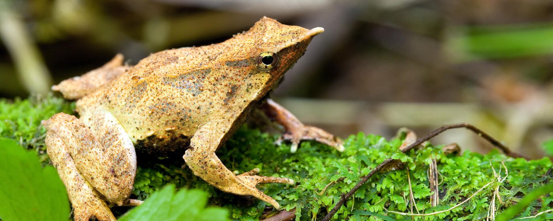 Ranita de Darwin - Sputnik Mundo, 1920, 09.12.2024