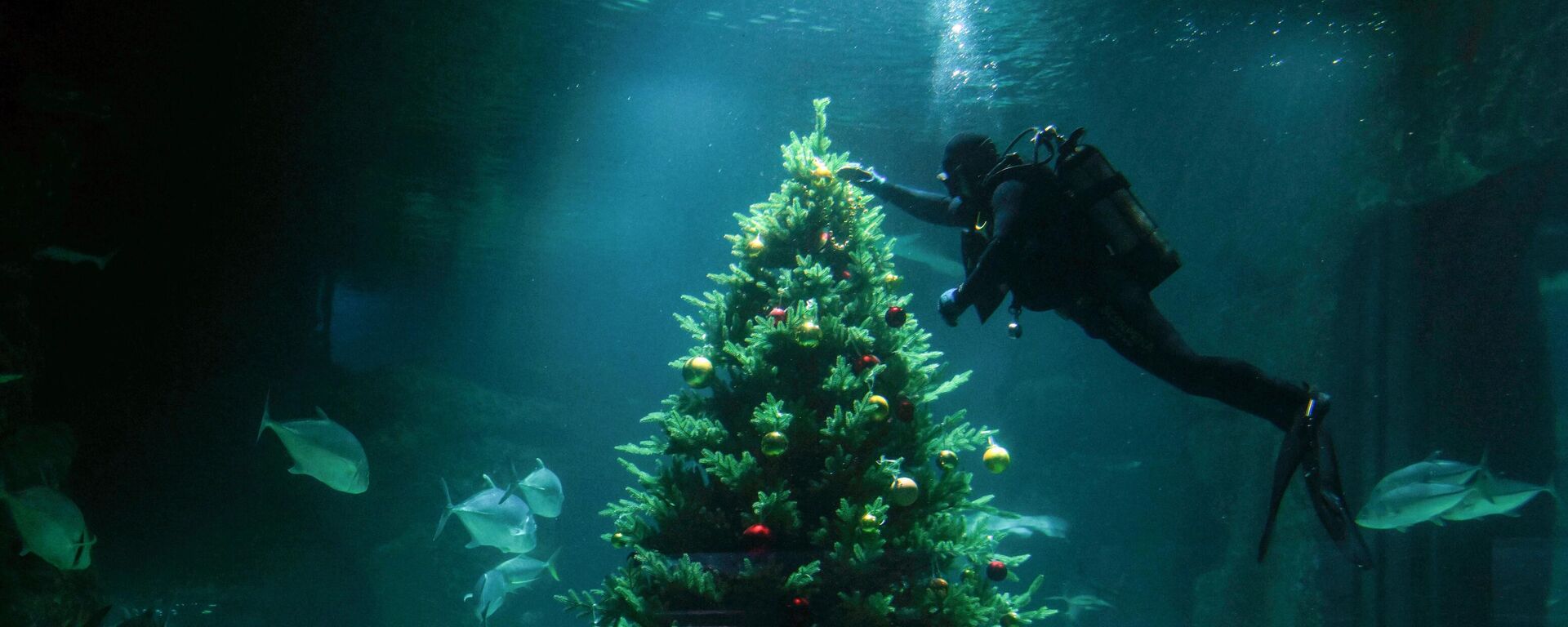 Аквалангист наряжает ель в океанариуме Москвариум на ВДНХ в Москве - Sputnik Mundo, 1920, 13.12.2024