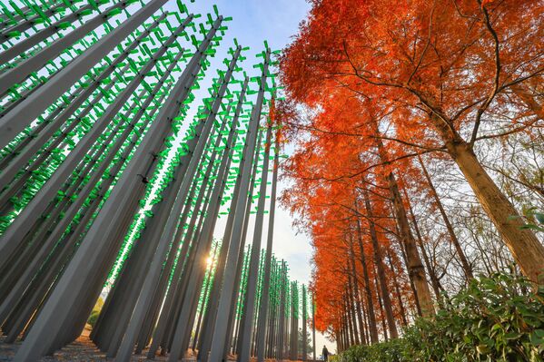 Un bosque compuesto de más de 30.000 botellas de plástico en un parque costero de la ciudad china de Qingdao. - Sputnik Mundo