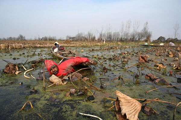Una ola de frío se ha apoderado de la región india de Cachemira, donde se registró la noche más fría de la temporada, con 5,4 °C bajo cero.En la imagen: un agricultor recogiendo tallos de loto en aguas a temperaturas bajo cero en el lago Anchar. - Sputnik Mundo