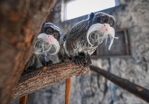 El tití imperial (saguinus imperator, también conocido como tamarino bigotudo) es una especie de mono tamarino que habita en algunas zonas de Brasil, Bolivia y Perú. Según una versión, recibió el nombre de &quot;bigotudo&quot; por la semejanza de sus enormes bigotes blancos con los del emperador alemán Guillermo II.En la imagen: titís imperiales en el zoológico de la ciudad turca de Bursa. - Sputnik Mundo