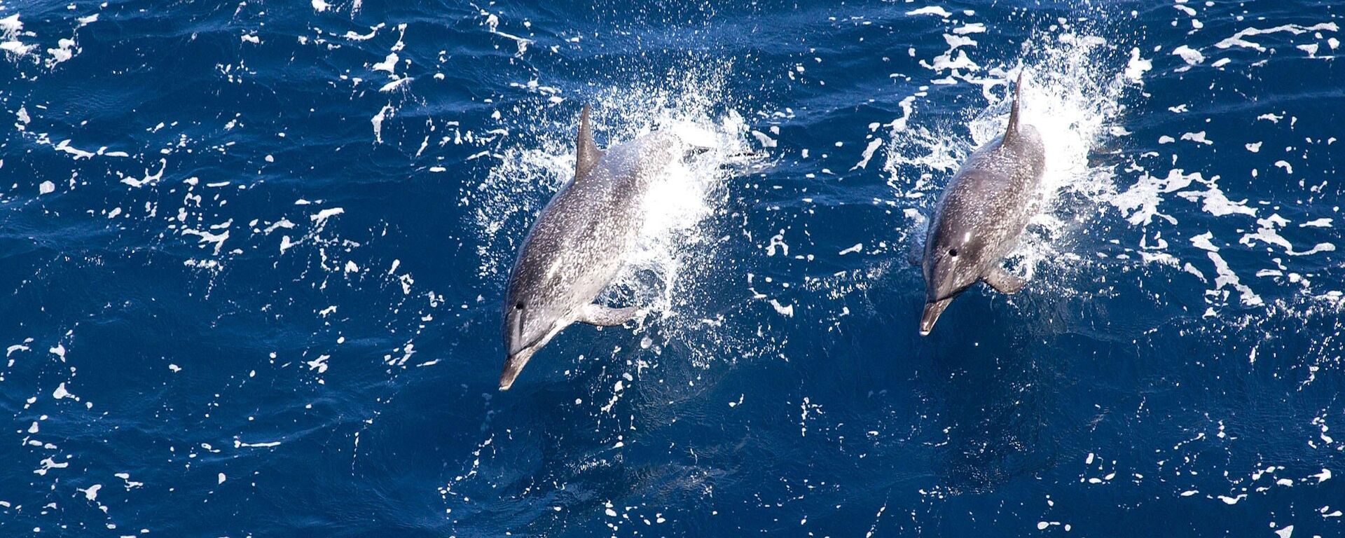 Los delfines del Golfo de México han sido objeto de estudio en los últimos años. - Sputnik Mundo, 1920, 18.12.2024