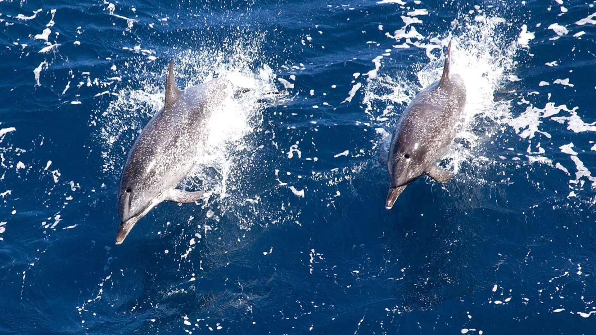 Los delfines del Golfo de México han sido objeto de estudio en los últimos años. - Sputnik Mundo, 1920, 18.12.2024