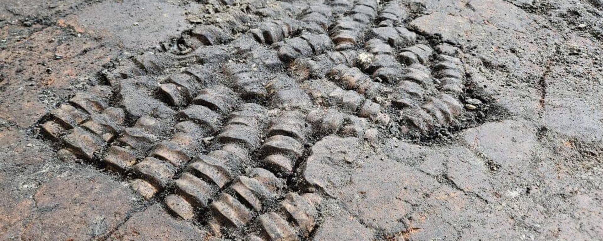 Primer plano de un suelo óseo en la región de Achterdam, Alkmaar, Países Bajos - Sputnik Mundo, 1920, 17.12.2024