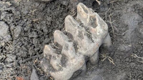 Dos molares de mastodonte en el lugar de excavación, hallados en el estado de Nueva York, EEUU - Sputnik Mundo