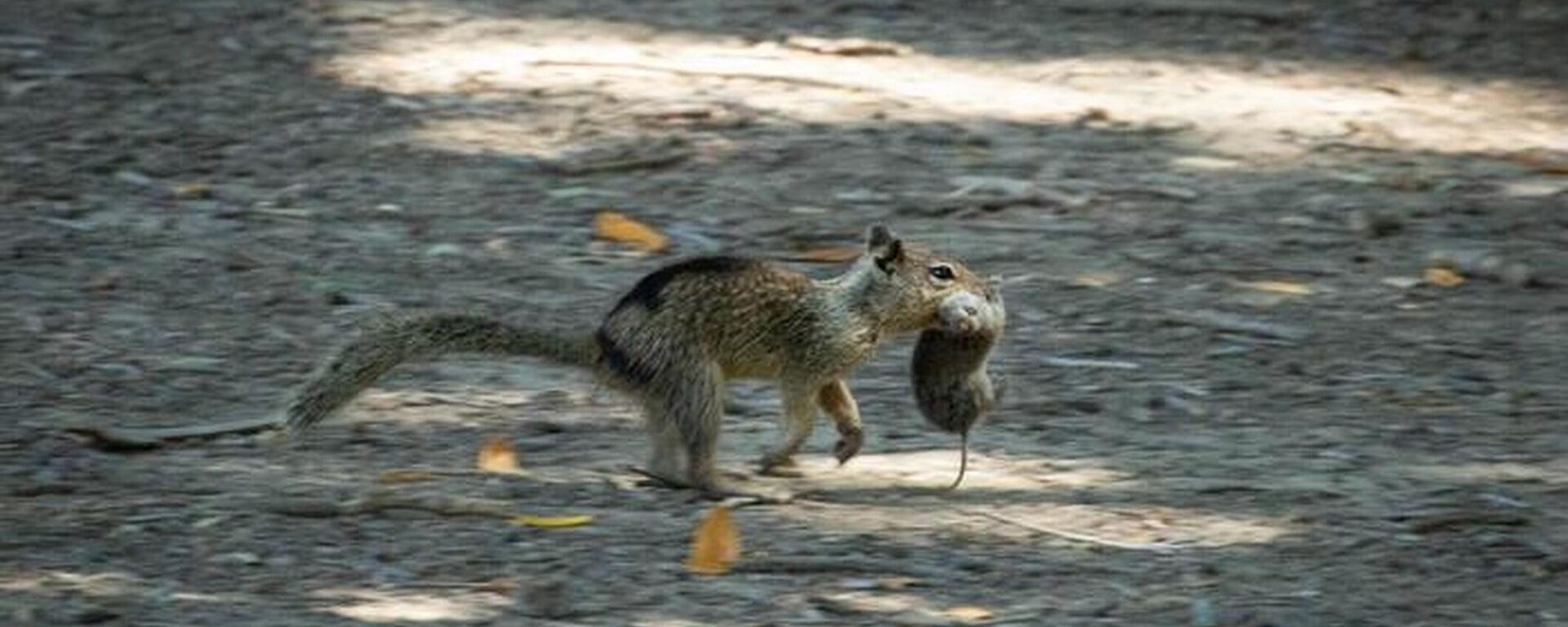 Ardilla carnívora de California  - Sputnik Mundo, 1920, 19.12.2024